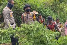 Barang bukti terdapat ladang ganja seluas 1,5 hektare, (Foto dok)