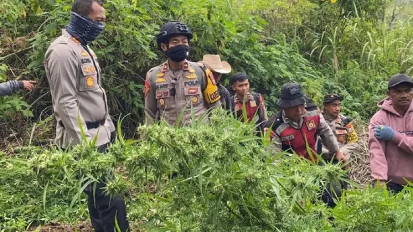 Barang bukti terdapat ladang ganja seluas 1,5 hektare, (Foto dok)