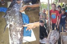 Prof. Alex Masengi Selamatkan Ikan Purba Coelacanth yang Nyaris Dibuang di Gorontalo Utara