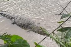 Heboh! Kemunculan Buaya di Sungai Ranoyapo Minahasa Selatan Bikin Geger Warga