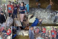 Penemuan Fosil Hidup Coelacanth di Gorontalo Utara Menggemparkan Dunia Ilmiah