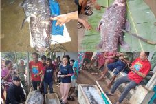 Misteri Ikan Purba Coelacanth: Ditemukan Nelayan di Gorontalo, Hampir Punah, Diselamatkan Wartawan Sulut dan Ilmuwan