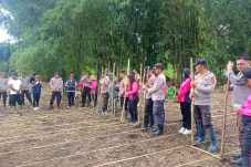 Kapolsek Rainis dan Kelompok Tani Elsadai Tanam Jagung untuk Ketahanan Pangan