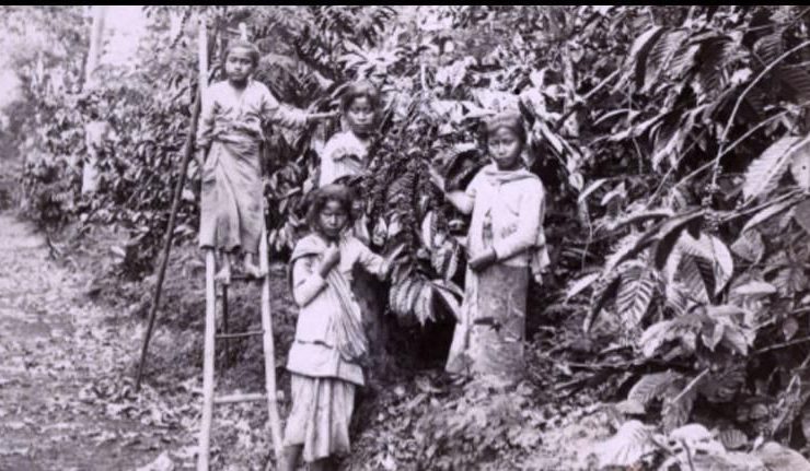 Kinilow dan Aromanya yang Abadi: Kopi dari Lereng Lokon dan Mahawu yang Menyapa Dunia