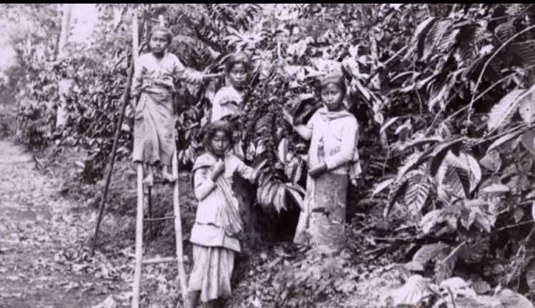 Kinilow dan Aromanya yang Abadi: Kopi dari Lereng Lokon dan Mahawu yang Menyapa Dunia