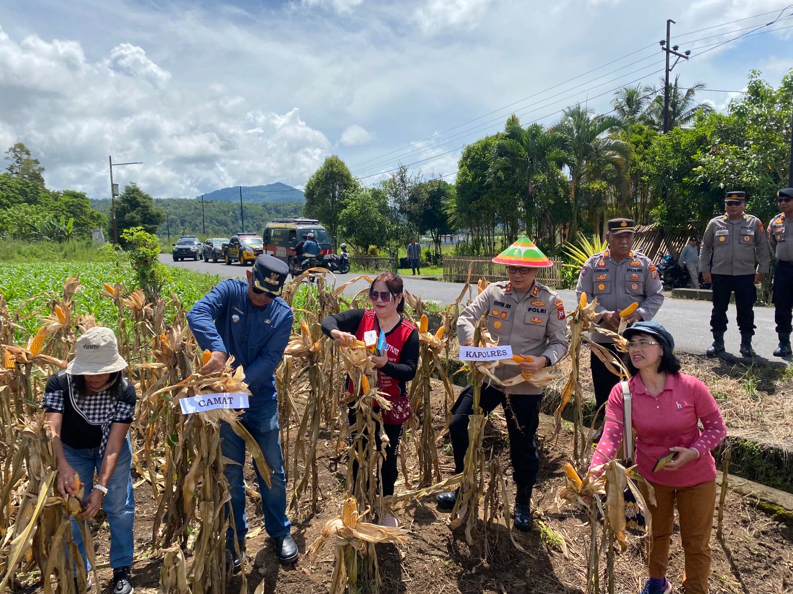 Kapolres Minahasa Turun ke Ladang, Panen Jagung Jadi Simbol Sinergi Ketahanan Pangan