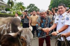 Gubernur Sulut Yulius Selvanus Salurkan 50 Ekor Sapi Kurban, Serukan Pembagian Adil dan Bebas Kepentingan Politik