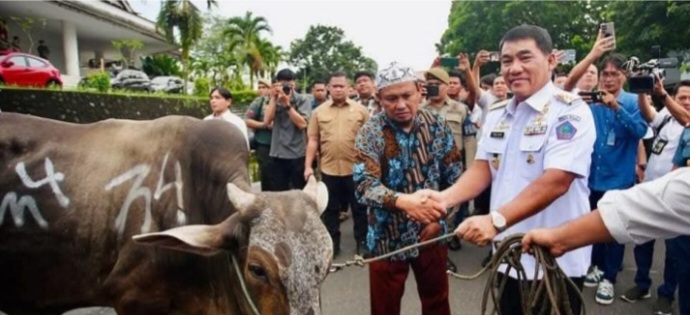 Gubernur Sulut Yulius Selvanus Salurkan 50 Ekor Sapi Kurban, Serukan Pembagian Adil dan Bebas Kepentingan Politik