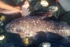 Ajaib! Coelacanth Purba Muncul di Perairan Sitaro, Nelayan Selamatkan “Fosil Hidup”
