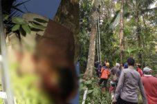 Tewas Terjepit di Atas Pohon, Pekerja Penebang Kayu Gemparkan Warga Sonder