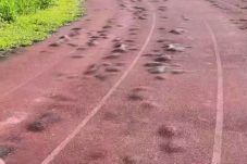 UNIMA, Tondano, Minahasa, Kejati Sulut, Eddy Rompas, Lembaga Investigasi Negara, proyek miliaran, stadion rusak, Kemendikbudristek, infrastruktur pendidikan, viral