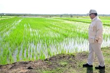 Swasembada Pangan Diperkuat Lewat Pertanian Berkelanjutan