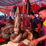 Jelang Paskah 2026, Pasar Ekstrem Tomohon Diserbu Warga: Ular, Paniki hingga RW Jadi Primadona
