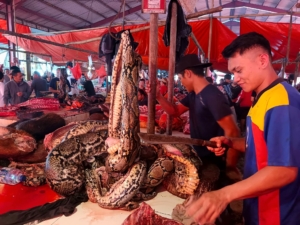 Jelang Paskah 2026, Pasar Ekstrem Tomohon Diserbu Warga: Ular, Paniki hingga RW Jadi Primadona