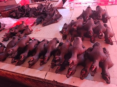 Daging kelelawar (paniki) turut menjadi buruan warga di Pasar Beriman Tomohon jelang Paskah 2026