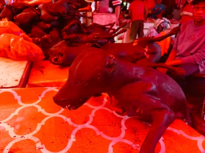Daging anjing (RW) tampak diburu warga di Pasar Beriman Tomohon menjelang Paskah 2026, menjadi salah satu komoditas paling laris di tengah lonjakan permintaan.