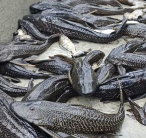 Populasi Ikan Sapu-Sapu Kian Tak Terkendali di Danau Tondano, Nelayan Desak Aksi Cepat Pemkab Minahasa