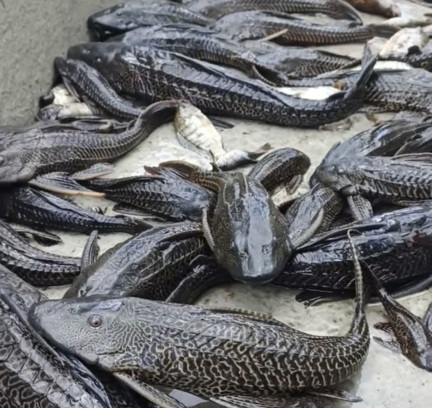 Populasi Ikan Sapu-Sapu Kian Tak Terkendali di Danau Tondano, Nelayan Desak Aksi Cepat Pemkab Minahasa