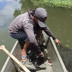 Tak Hanya di Danau, Ikan Sapu-Sapu Kuasai Sungai Tondano