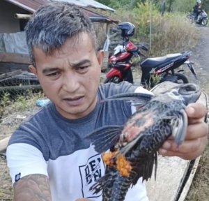 Nelayan Bergerak, Pemkab Minahasa Masih Menunggu? Ikan Sapu-Sapu Kepung Danau Tondano