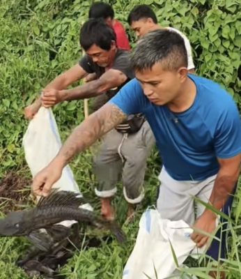 Sejumlah nelayan di Danau Tondano mengumpulkan ikan sapu-sapu hasil tangkapan dalam aksi mandiri di bantaran perairan, sebagai upaya menekan populasi spesies invasif yang kian mengancam ekosistem dan mata pencaharian mereka.