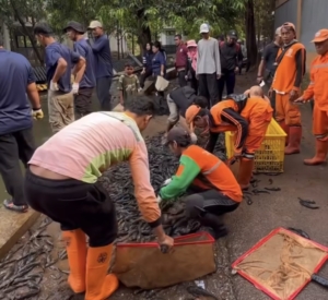Kontras Penanganan Ikan Sapu-Sapu: DKI Bergerak, Minahasa Masih Menunggu