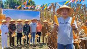 Kelompok Tani Sehati, Monobox dan Girian Jaya Farm Panen 20 Ton Jagung Hibrida di Bitung