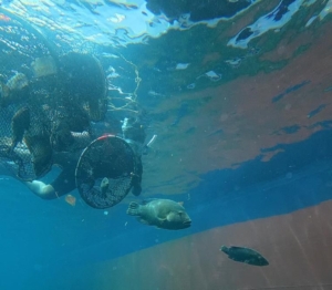 KKP Melepasliarkan 1.300 Ikan Napoleon, Penyidikan Kasus MV Silver Island Berlanjut