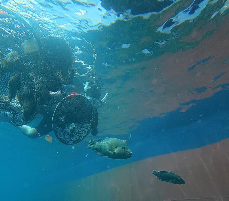 KKP Melepasliarkan 1.300 Ikan Napoleon, Penyidikan Kasus MV Silver Island Berlanjut
