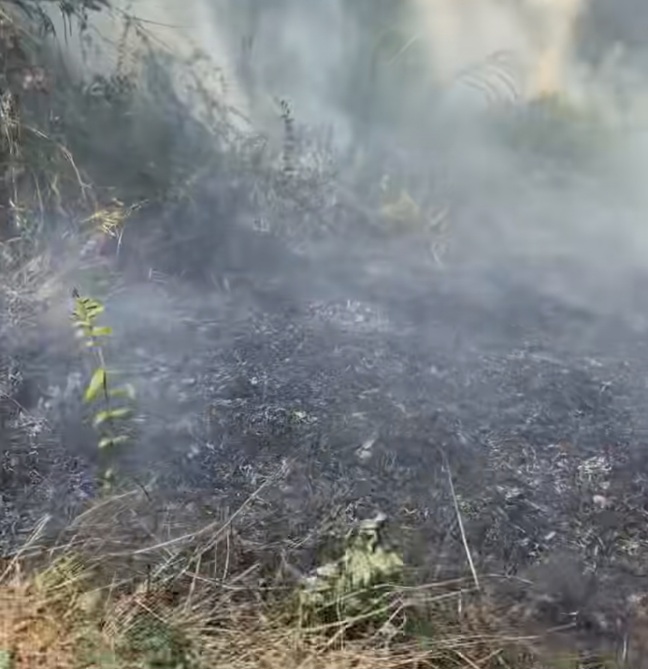 Api Mengamuk di Perkebunan Saut Sonder Hukum Tua dan Warga Rambunan Bergerak Cepat